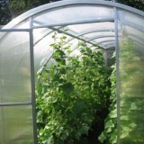 Koje sorte krastavaca je najbolje posaditi u stakleniku